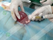 ĐIỀU TRỊ MÈO BỊ SỎI THẬN Ở ĐÂU AN TOÀN | CHỮA SẠN BÀNG QUANG Ở MÈO HIỆU QUẢ