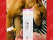 PARVO VIRUS GÂY TIÊU CHẢY MÁU Ở CHÓ NGUY HIỂM NHƯ THẾ NÀO ?