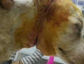 GIẢI CỨU CHÓ POODLE BỊ DÂY THUN BUỘC QUA CỔ 
