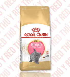 British Short Hair Kitten 2Kg