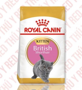 British Short Hair Kitten 400g