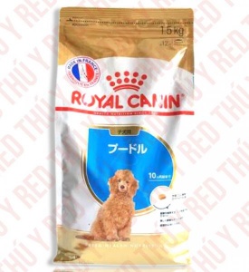 Poodle Puppy 1.5Kg